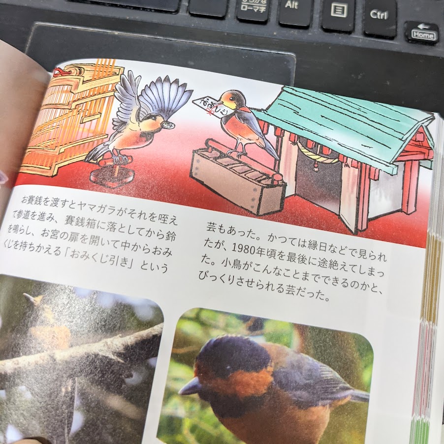 野鳥図鑑350　イラスト解説　ヤマガラ