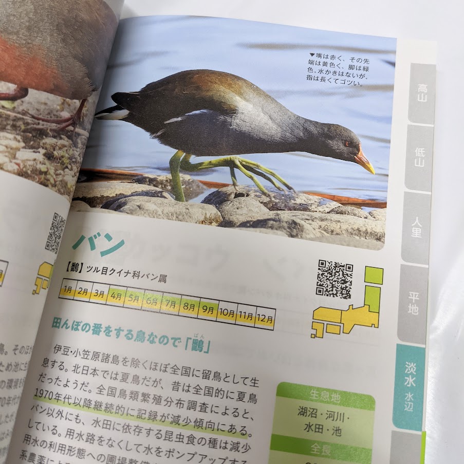 野鳥図鑑350　ページ　バン