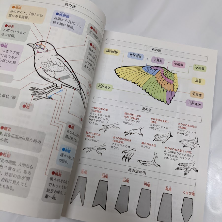 「見分け方と鳴き声　野鳥図鑑350」のイラストを描かせていただきました